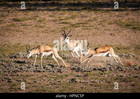 Un Springbuck territoriale ram (Antidorcas marsupialis) en essayant de garder les brebis de son territoire. Banque D'Images