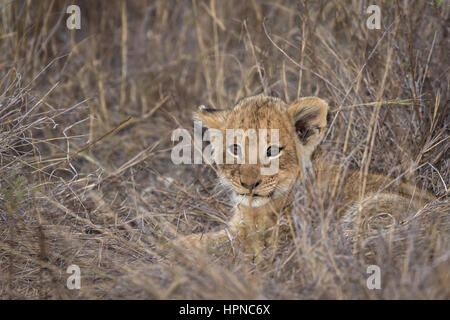 Petit lion (Panthera leo) pose dans l'herbe juste avant le coucher du soleil Banque D'Images