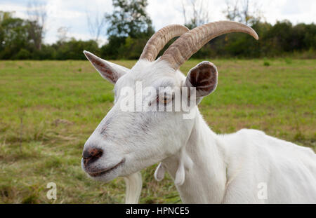 Gros plan d'une chèvre Saanen cornu (Capra hircus) qui vient de la région de Saanen Suisse. Banque D'Images