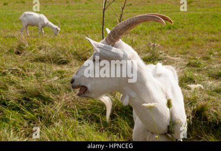 Une chèvre Saanen cornu (Capra hircus) qui vient de la région de Saanen Suisse. Banque D'Images