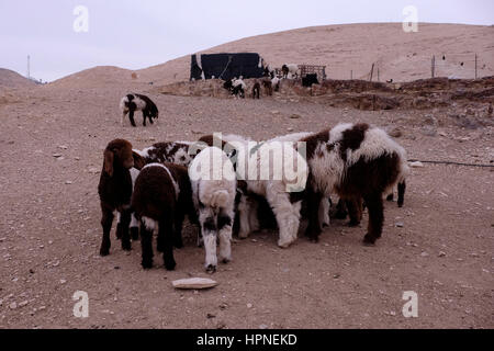 Troupeau de moutons de manger d'un creux à un camp bédouin de la tribu Jahalin communauté dans le désert de Judée ou de Judée de la Cisjordanie d'Israël. La tribu Jahalin ont été confrontés à des menaces et des déplacements de démolitions continue par les autorités israéliennes et étaient par conséquent faufilée dans la zone au large de la route de l'autoroute un plan qui Cisjordanie dirigeants bédouins et rejeter la revendication est en vue d'étendre les colonies juives. Banque D'Images