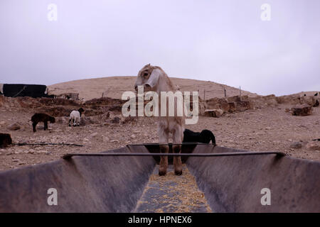 Troupeau de moutons de manger d'un creux à un camp bédouin de la tribu Jahalin communauté dans le désert de Judée ou de Judée de la Cisjordanie d'Israël. Banque D'Images