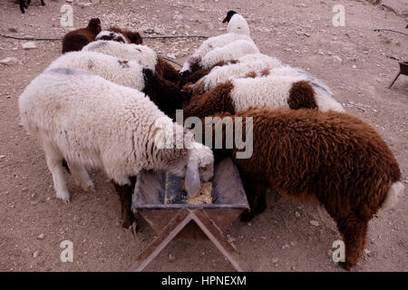 Troupeau de moutons de manger d'un creux à un camp bédouin de la tribu Jahalin communauté dans le désert de Judée ou de Judée de la Cisjordanie d'Israël. Banque D'Images