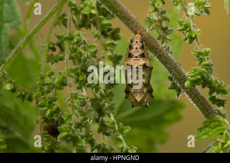 Landkärtchen-Falter Landkärtchenfalter Landkärtchen,,,,, Puppe Puppen Araschnia levana, carte papillon, chrysalide, nymphes, le Carte géographique Banque D'Images