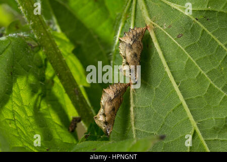 Landkärtchen-Falter Landkärtchenfalter Landkärtchen,,,,, Puppe Puppen Araschnia levana, carte papillon, chrysalide, nymphes, le Carte géographique Banque D'Images