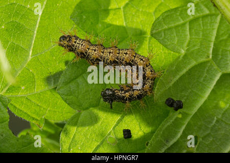 Landkärtchen, Raupe frisst une Brennnessel-Blatt Landkärtchen-Falter Landkärtchenfalter, Araschnia levana,,, carte butterfly, Caterpillar, le Carte géogr Banque D'Images