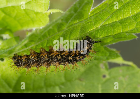 Landkärtchen, Raupe frisst une Brennnessel-Blatt Landkärtchen-Falter Landkärtchenfalter, Araschnia levana,,, carte butterfly, Caterpillar, le Carte géogr Banque D'Images