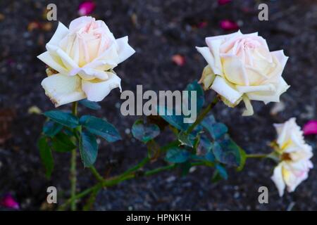 Trois roses blanches à Cantigny Rose Garden. Banque D'Images