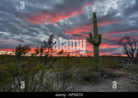 Cactus Saguaro position contre coucher de soleil près de Tucson en Arizona Banque D'Images