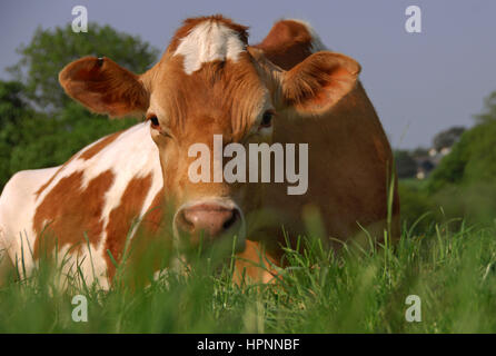 Guernesey vache couchée dans un pré Devon Banque D'Images