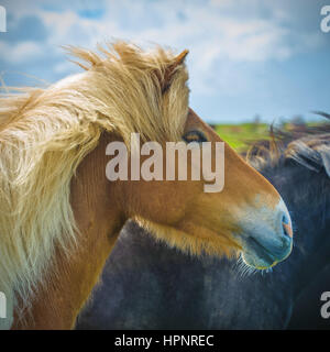 cheval islandais Banque D'Images