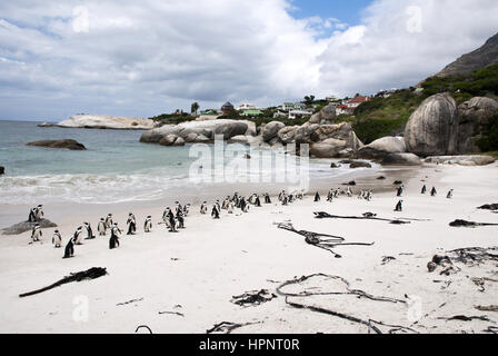 Une colonie de pingouins africains sur la plage de Boulders, Afrique du Sud Banque D'Images