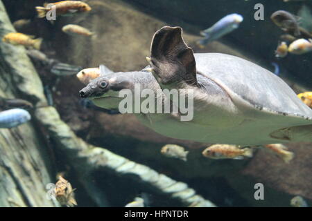 La tortue à nez de cochon Banque D'Images