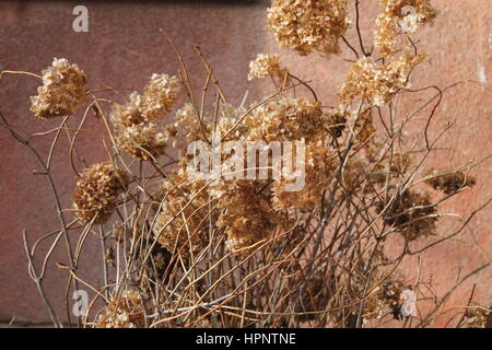 Jardin de fleurs sèches fade hy Banque D'Images