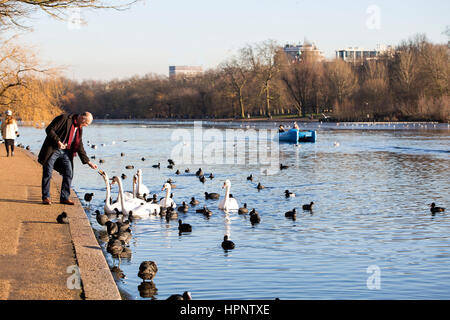 Londres, Royaume-Uni - 18 janvier 2017 : la formation des cygnes. Un monsieur dans un parc local est entrée à jamais dans le parc pour nourrir les cygnes et Banque D'Images