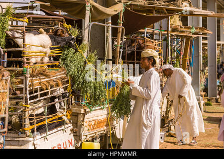 AL AIN, ÉMIRATS ARABES UNIS - hommes occuper des chèvres dans les marché. Banque D'Images