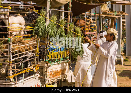 AL AIN, ÉMIRATS ARABES UNIS - hommes occuper des chèvres dans les marché. Banque D'Images