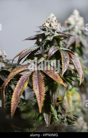 Récolte de marijuana mature bourgeons lourds avec presque prêtes pour la récolte commerciale de plus en plus de la marijuana médicale. Banque D'Images
