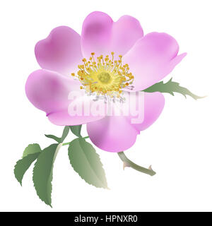 Wild Rose - rosa canina. Illustration numérique d'une rose rose sur fond blanc. Banque D'Images