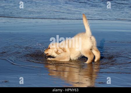 Un chiot labrador retriever jaune ludique à la plage Banque D'Images