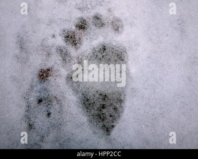 Pistes d'ours dans la neige, (Ursus arctos), Banque D'Images