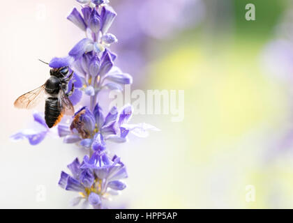Feuille d'Australiens indigènes Cutter Bee - pollinisateur Banque D'Images