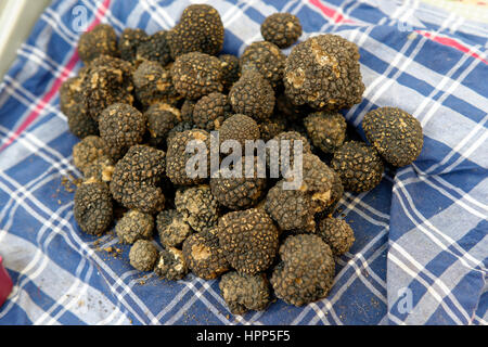 Foire aux Truffes, truffe noire, département de Alba, Piémont, Italie Banque D'Images