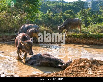 Les buffles d'eau baignade en piscine d'eau naturelle Banque D'Images