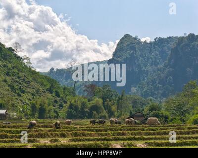 Le bétail sur les champs de riz sec dans paysage de montagnes Banque D'Images