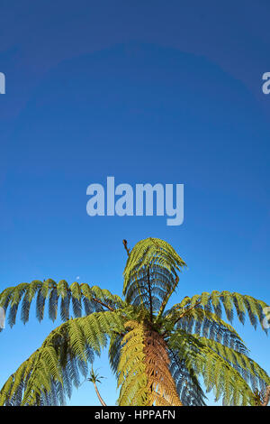 New Zealand Black tree fern (Mamaku) et un ciel bleu radieux Banque D'Images