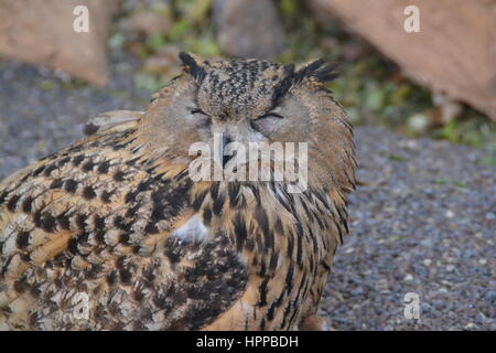 Oiseau de proie se caractérise par un vif vision pour détecter ses proies en vol et puissant talon et bec. Dans jungle park sur l'île de Ténériffe, Espagne. Banque D'Images