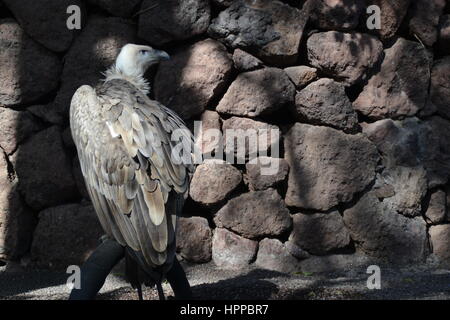 Oiseau de proie se caractérise par un vif vision pour détecter ses proies en vol et puissant talon et bec. Dans jungle park sur l'île de Ténériffe, Espagne. Banque D'Images