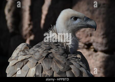 Oiseau de proie se caractérise par un vif vision pour détecter ses proies en vol et puissant talon et bec. Dans jungle park sur l'île de Ténériffe, Espagne. Banque D'Images