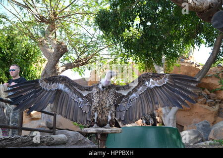 Oiseau de proie se caractérise par un vif vision pour détecter ses proies en vol et puissant talon et bec. Dans jungle park sur l'île de Ténériffe, Espagne. Banque D'Images