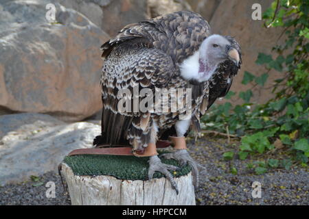 Oiseau de proie se caractérise par un vif vision pour détecter ses proies en vol et puissant talon et bec. Dans jungle park sur l'île de Ténériffe, Espagne. Banque D'Images