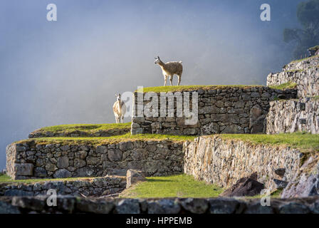 Lamas à Machu Picchu Terrasses - Pérou Banque D'Images