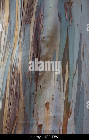 Colorés de près de l'écorce d'un arbre d'eucalyptus. Banque D'Images