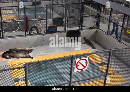 Les phoques blessés se reposant à l'hôpital de la Marine Mammal Center dans le Marin Headlands, Californie, USA. Banque D'Images