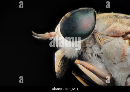 Œil de la mouche du cheval Banque D'Images