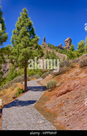 Chemin de Roque Nublo à Gran Canaria avec un arbre, Espagne Banque D'Images