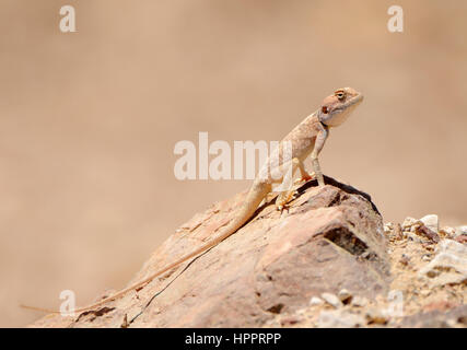 Pseudotrapelus sinaitus Sinai agama, sur un rocher Banque D'Images