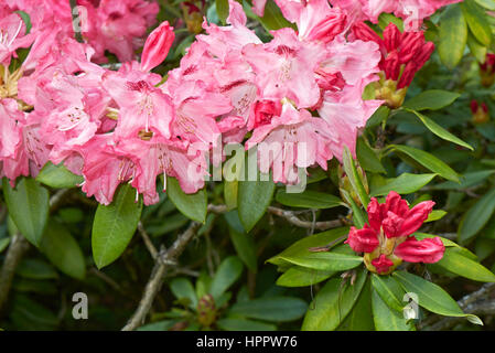 Rhododendron yakushimanum Banque D'Images