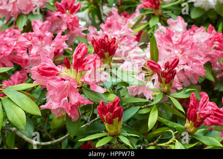 Rhododendron yakushimanum Banque D'Images