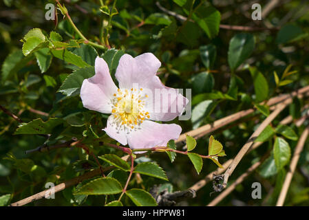 Rosa Canina fleur Banque D'Images