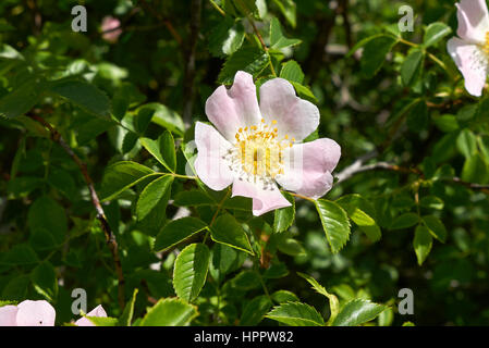 Rosa Canina fleur Banque D'Images