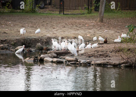 Un groupe d'oiseaux de rivage, y compris une plus grande aigrette, Ibis blanc et noir-bellied whistling canards Banque D'Images