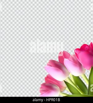 Belle tulipe sur réaliste Rose Transparent Background Vector Illustration de Vecteur