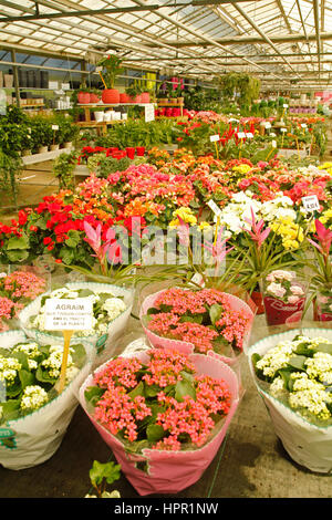 Plantes pour la vente dans un centre de jardinage à Cambrils, Tarragone, Catalogne, Espagne Banque D'Images