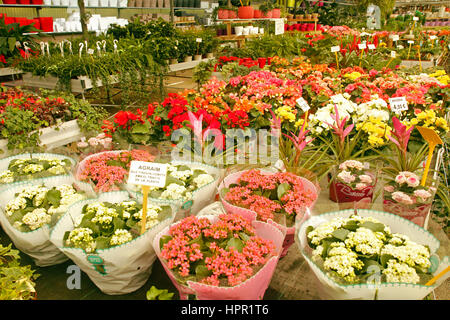 Plantes pour la vente dans un centre de jardinage à Cambrils, Tarragone, Catalogne, Espagne Banque D'Images