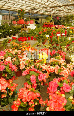 Plantes pour la vente dans un centre de jardinage à Cambrils, Tarragone, Catalogne, Espagne Banque D'Images